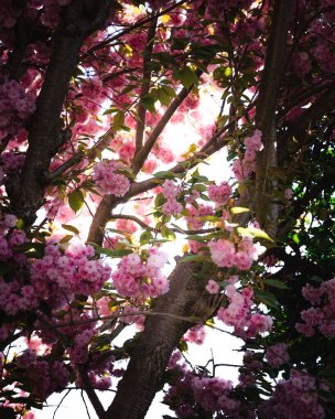 Dikey olarak pembe kiraz ağacı çiçeği. İlkbaharda açan rüya gibi, narin yapraklar.