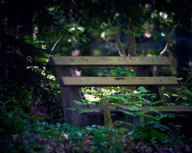 A broken old wooden bench in a forest