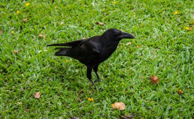 A selective of a crow on the grass