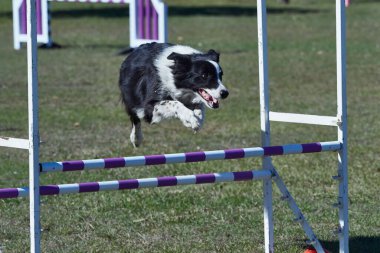 Köpek çevikliği alanında birçok engel var. Köpekler bir aktiviteden diğerine hızla geçiyorlar. Çok eğleniyorlar..