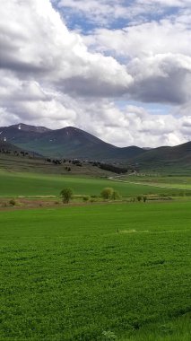 Gün ışığında ağaçlı yeşil bir tarlanın güzel manzarası.