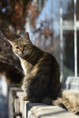 Bir sokak kedisinin dikey görüntüsü.