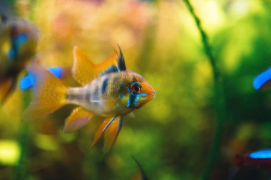 Close up shot of Microgeophagus ramirezi