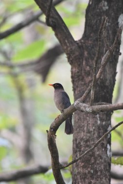 A vertical shot of a beautiful bird on a tree branch