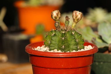 Güneş ışığı altında saksıda bir kaktüsün yakın çekimi.