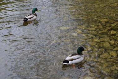 Güzel bir yaban ördeği gölette yüzüyor
