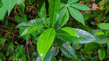 A closeup of green Kopsia plant leaves in the garden