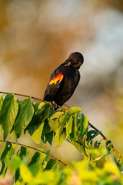 Selective Focus Shot Red Winged Blackbird Agelaius Phoeniceus Perched Branch —  Fotos de Stock