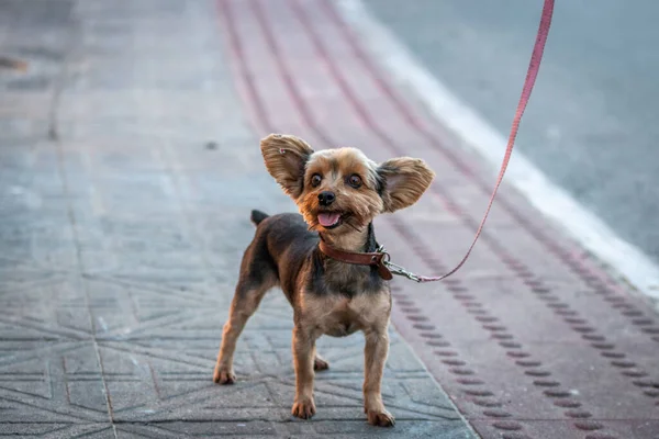 Closeup Shot Cute Yorkshire Terrier Leash Street — Stock Photo, Image