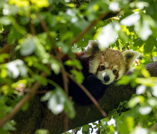 Closeup Adorable Red Panda Tree Branch — Stock Fotó