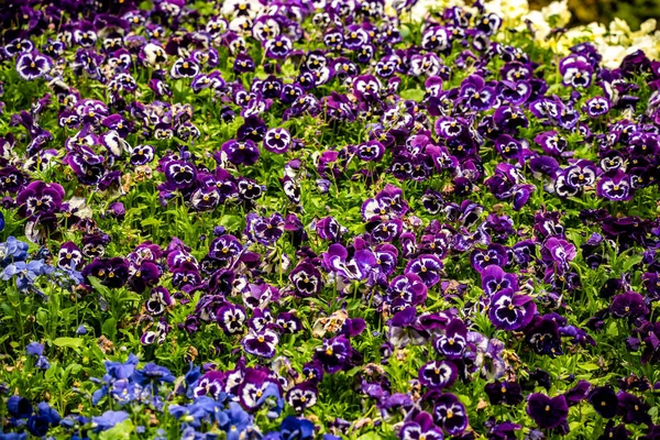 Scenic View Colorful Wild Pansy Flowers Garden Daylight —  Fotos de Stock
