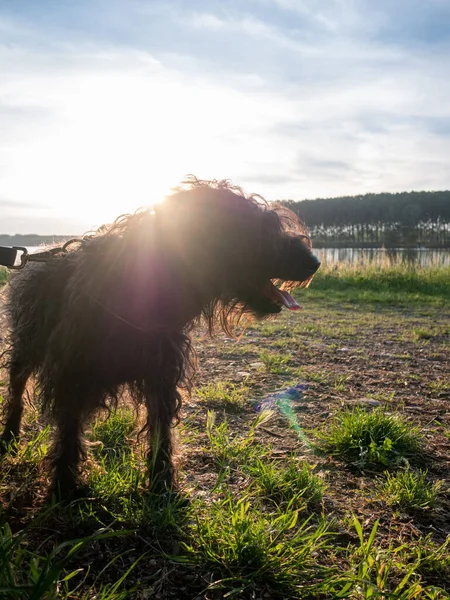 Black Terrier Dog River Coast Sunset Outdoors Springtime High Res — Stock Photo, Image