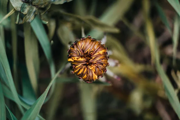 Closeup Shot Dandelion Bud Growing Nature — Stockfoto