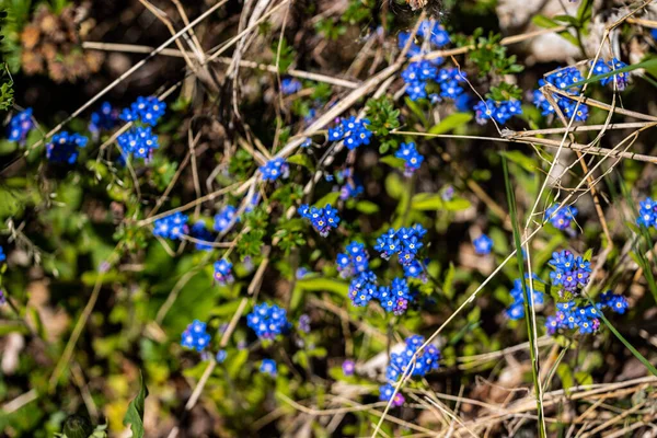 Bahçede açarken Beni unutma
