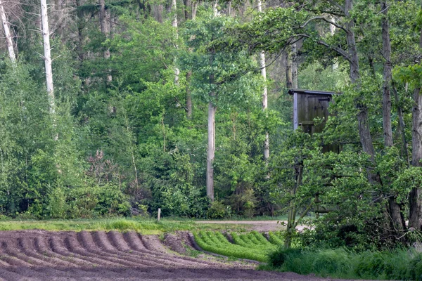 Green Trees Jnna Fiekd Farm — Zdjęcie stockowe