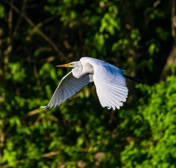 Closeup Great Egret Flying Air Blurred Green Trees Background — Stockfoto