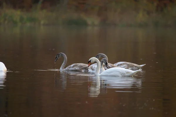 Group Young Swans White Brown Plumage Pond — Foto Stock