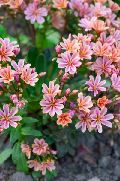 Güzel Siskiyou Lewisia Çiçekleri Baharda Bahçede Yetişir — Stok fotoğraf