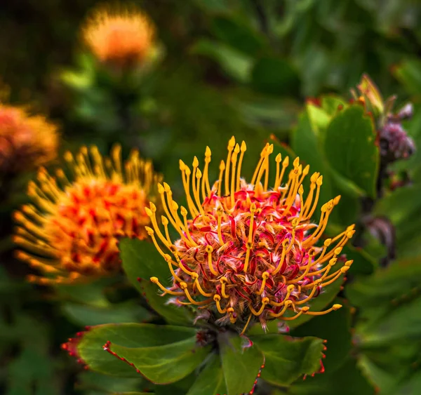 Closeup Shot Blooming Leucospermum Flower Isolated Blurred Background - Stock-foto