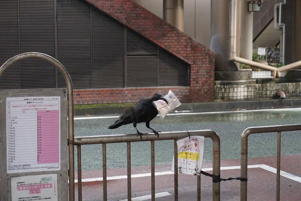 Crow Bag Its Mouth Funabashi Bus Stop Japan — Stock Photo, Image