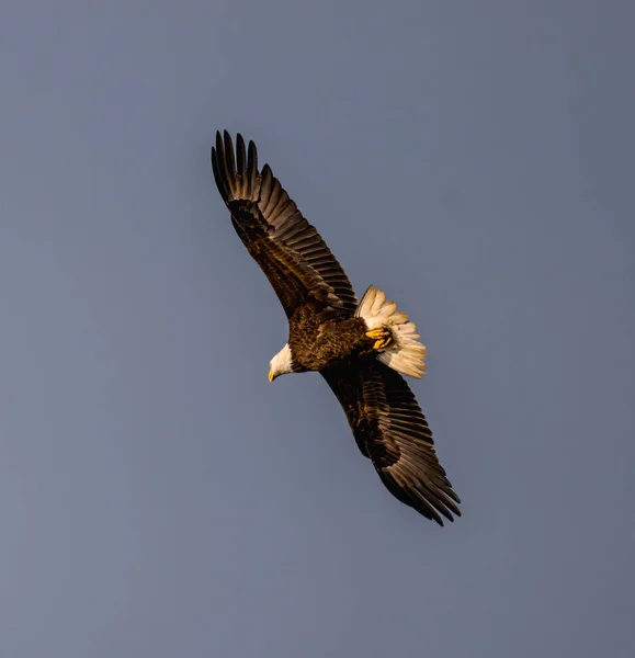 A bald eagle soaring in the endless blue sky