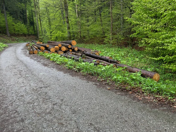 Beautiful Shot Felled Timber Coniferous Trees Due Bark Beetle Calamity — Stock Photo, Image