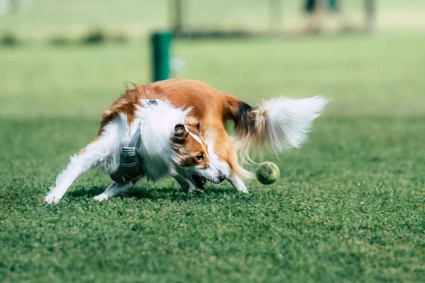 Closeup Shot Collie Playing Ball Grass — Stock Photo, Image