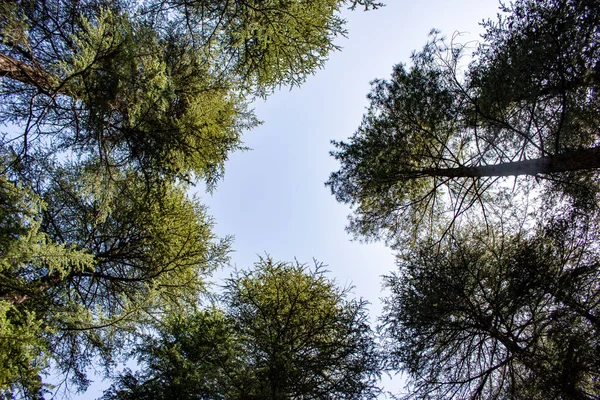 Low Angle Shot Tall Green Trees Blue Sky — Stockfoto