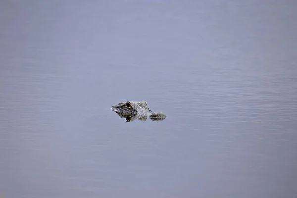 Beautiful Shot Alligator Peeking Lake — Stock Photo, Image