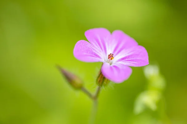 Closeup Herb Robert Blomst Sløret Baggrund Csacsi Arboretum Zalaegerszeg Ungarn - Stock-foto