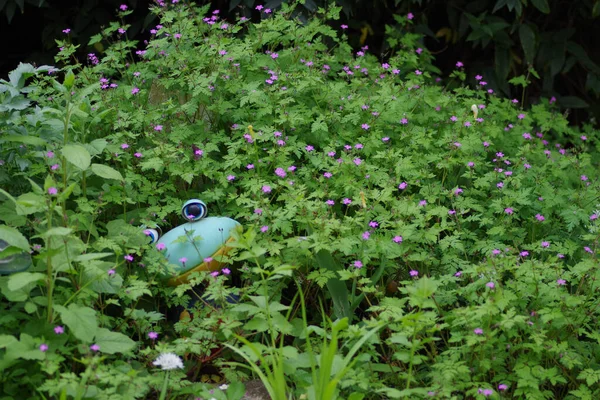 Smiling Frog Surrounded Sea Flowers — Stock Photo, Image