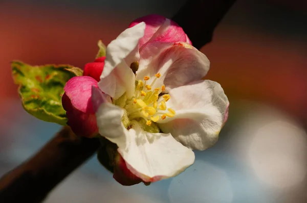 興味深いボケを持つ単一のリンゴの花のマクロ ピンクと白 クモを見つけろ 色鮮やかなコントラスト — ストック写真