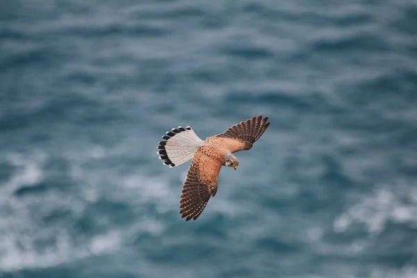 Closeup Common Kestrel Falco Tinnunculus Flying Blue Sea Shallow Focus — Stock Photo, Image