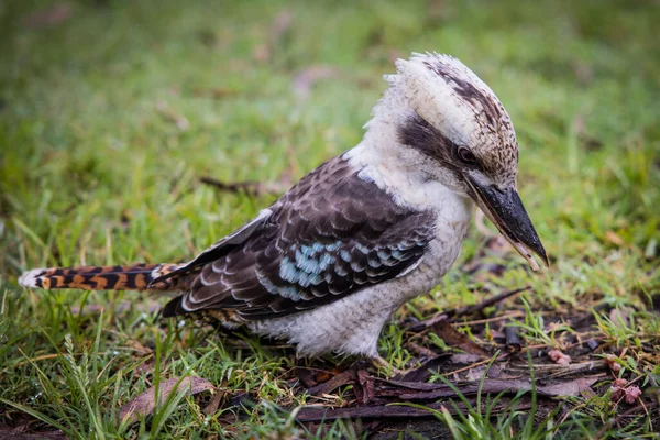 Een Australische Kookaburra Poseren Spelen Gras Bush — Stockfoto