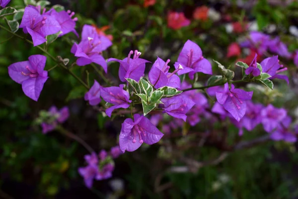 Scenic View Purple Bougainvillea Flowers Garden Indonesia — Fotografia de Stock
