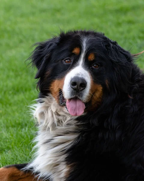 Arka bahçede mutlu bir Bernese dağ köpeğinin şirin fotoğrafları.