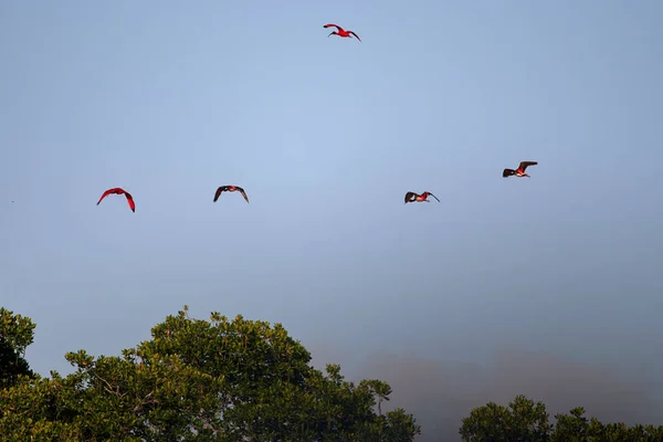 Beautiful Shot Scarlet Ibises Flying Trees Light Blue Sky Background — Zdjęcie stockowe