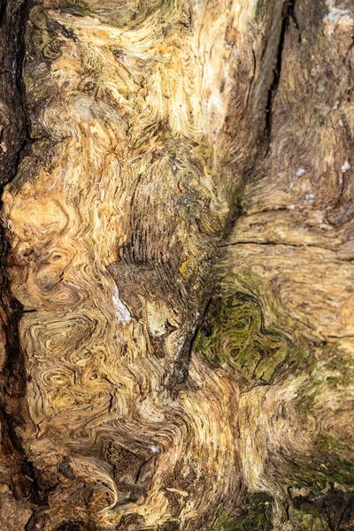 Wood Texture Old Weathered Rough Stump Main Botanical Garden Moscow — Stock Photo, Image