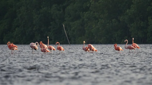 Piękne Ujęcie Wybuchu Różowych Flamingów Brodzących Wodzie Tle Lasu — Zdjęcie stockowe