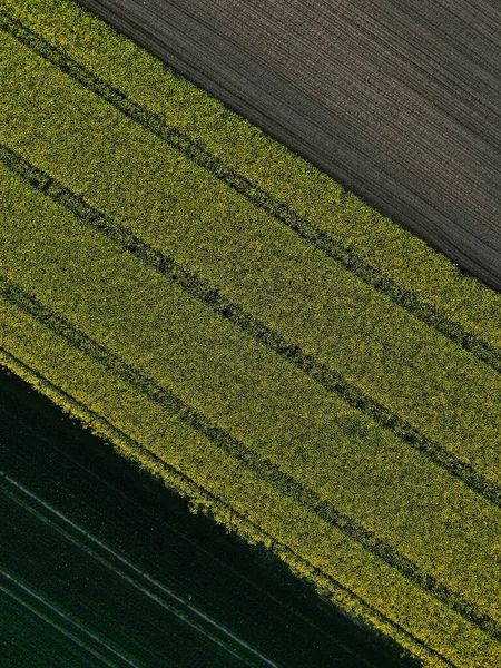 Aerial View Green Fields Sunlight — Stockfoto