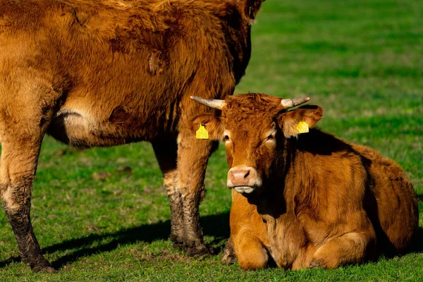 Adorable Fluffy Brown Cow Tags Its Ears Laying Field — Zdjęcie stockowe