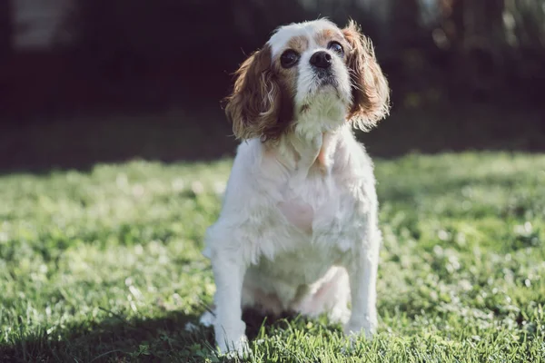 Cute Cavalier King Charles Spaniel Dog Sitting Grass Park — Stock Photo, Image