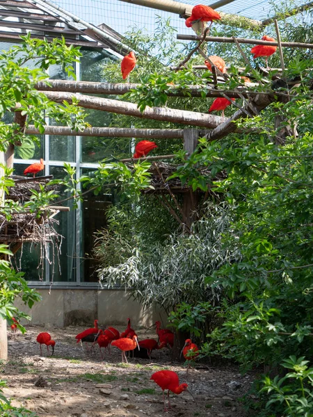 Vertical Shot Scarlet Ibises Eudocimus Ruber Captivity Peaugres France — Zdjęcie stockowe