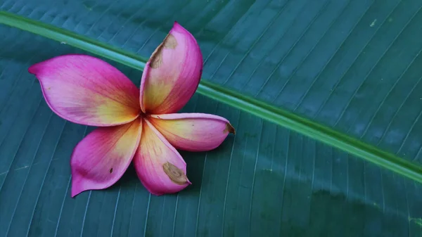 Closeup Beautiful Soft Pink Plumeria Rubra Flower Big Vibrant Green — Photo