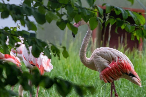 Closeup Great Flamingos Tree Branches Phoenicopterus Roseus — Stock Photo, Image