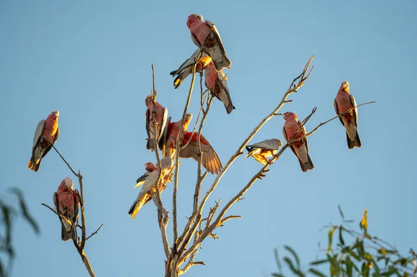 Shallow Focus Lesser Kestrels Falco Naumanni Perched Leafless Tree Blue — Stock Photo, Image