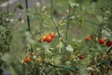 The tomatoes growing in a garden