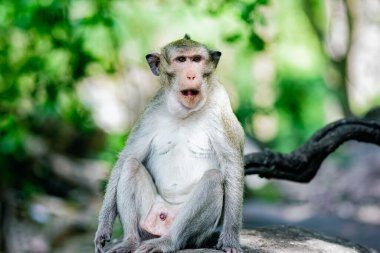A closeup shot of a beautiful macaque on the blurry background