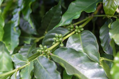 Organik taze kahve çekirdeği yakın plan.