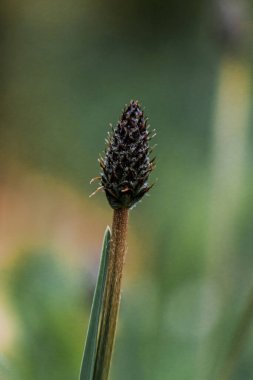 A vertical closeup shot of a Ribwort Plantain on blurry background